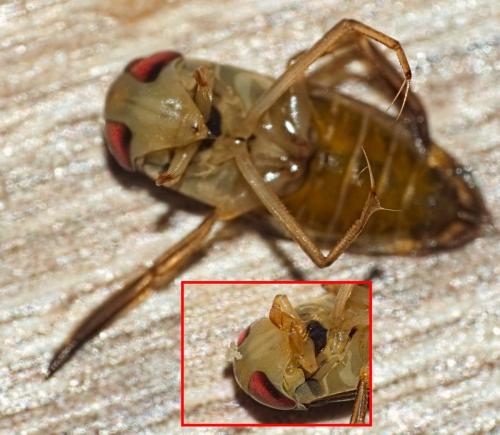 Réf. 326 149 : Hesperocorixa linnaei